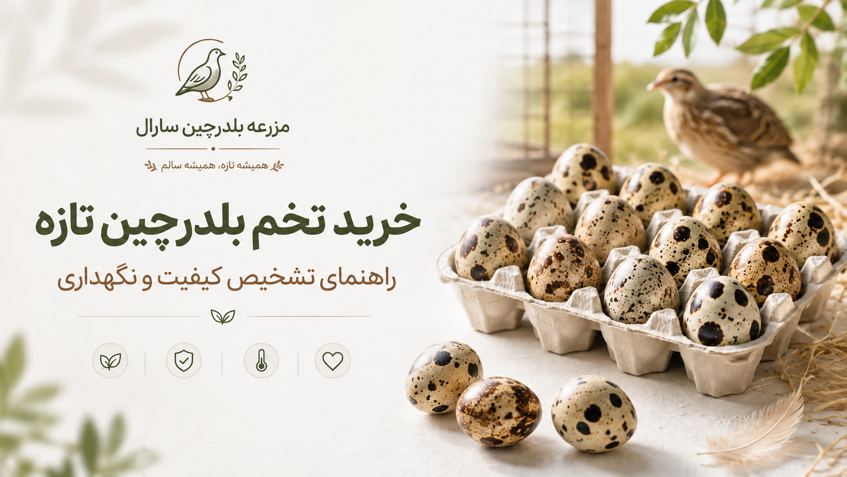 فواید تخم بلدرچین؛ چرا این ماده غذایی کوچک ارزش مصرف دارد؟